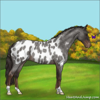 Horse Color:Liver Red Roan Blanket 