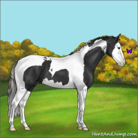 Horse Color:Liver Chestnut Sabino Splash Tobiano Varnish 
