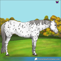 Horse Color:Liver Chestnut Near Leopard 