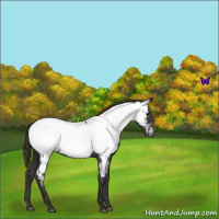 Horse Color:Liver Red Roan Sabino Appaloosa Rabicano 