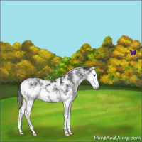 Horse Color:Liver Chestnut Sabino Splash 