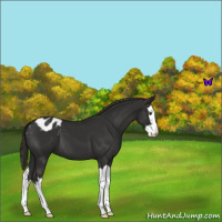 Horse Color:Liver Chestnut Splash Appaloosa 