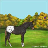 Horse Color:Liver Chestnut Blanket 