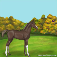 Horse Color:Liver Chestnut Appaloosa 
