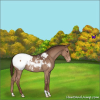 Horse Color:Liver Red Roan Snowcap 