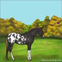 Horse Color:Liver Chestnut Appaloosa 