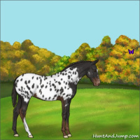 Horse Color:Liver Chestnut Near Leopard 