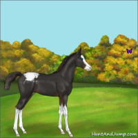 Horse Color:Liver Chestnut Sabino Splash Appaloosa 