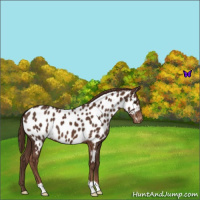 Horse Color:Liver Chestnut Near Leopard 