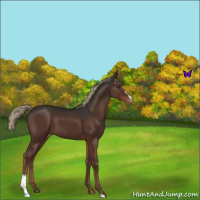 Horse Color:Liver Chestnut Sabino Appaloosa