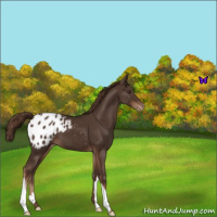 Horse Color:Liver Chestnut Appaloosa 