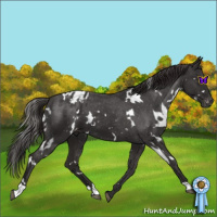 Horse Color:White Spotted Liver Chestnut Appaloosa 