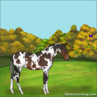 Horse Color:White Spotted Liver Chestnut Appaloosa 