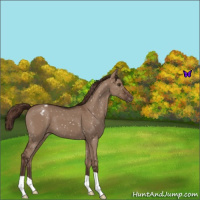 Horse Color:Liver Red Dun Appaloosa 