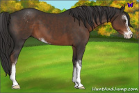 Horse Color:Liver Chestnut Sabino 