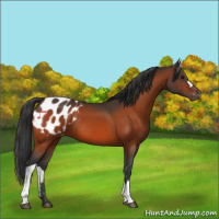 Horse Color:Bay Appaloosa 