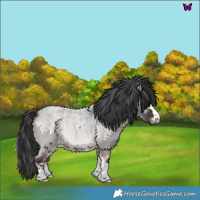 Horse Color:Blue Onyx Roan 