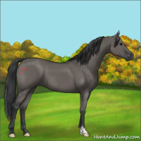Horse Color:Grullo