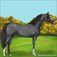 Horse Color:Blue Roan Sabino