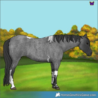 Horse Color:Blue Roan Tobiano 