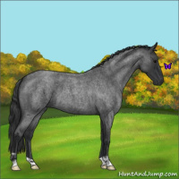 Horse Color:Blue Roan 
