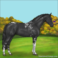 Horse Color:Black Tobiano 