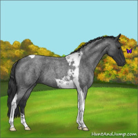 Horse Color:Blue Roan Tobiano 