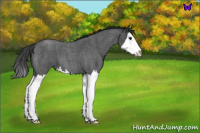 Horse Color:Blue Roan Splash
