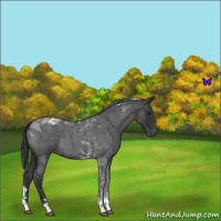 Horse Color:Blue Roan Tobiano