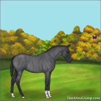 Horse Color:Blue Roan 
