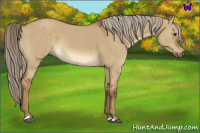 Horse Color:Chocolate Palomino Dun 