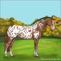 Horse Color:Chestnut Sabino Splash Appaloosa 
