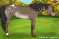 Horse Color:Liver Red Dun Appaloosa 