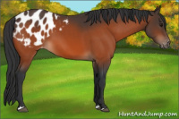 Horse Color:Bay Appaloosa 