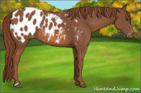 Horse Color:Chestnut Appaloosa 