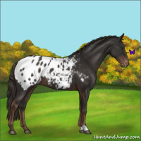Horse Color:Liver Chestnut Blanket 