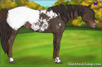 Horse Color:Liver Chestnut Snowcap 