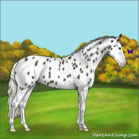 Horse Color:Liver Chestnut Mushroom Splash Near Leopard 