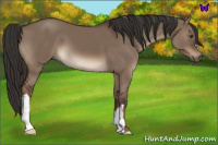 Horse Color:Liver Red Dun 