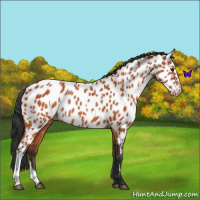 Horse Color:Bay Appaloosa Rabicano 