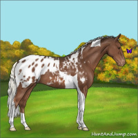 Horse Color:Liver Chestnut Mushroom Tobiano Appaloosa 