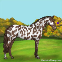 Horse Color:Liver Chestnut Near Leopard 
