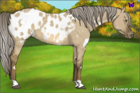 Horse Color:White Spotted Chocolate Palomino Dun Mushroom Appaloosa 