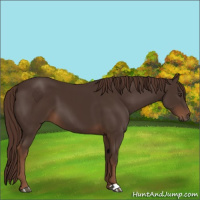 Horse Color:Liver Chestnut 