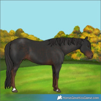 Horse Color:Liver Chestnut 