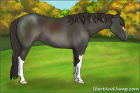 Horse Color:Smoky Black 