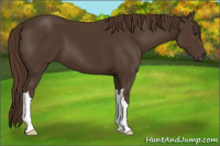 Horse Color:Liver Chestnut 