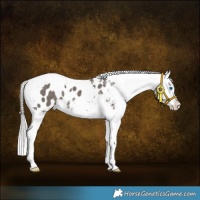 Horse Color:Silver Black Splash Tobiano Appaloosa 