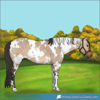 Horse Color:White Spotted Bay Dun 
