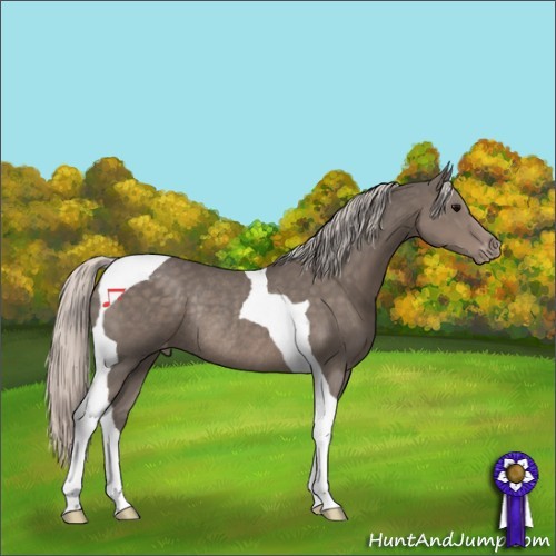 Horse Color:Silver Black Tobiano Appaloosa Rabicano 